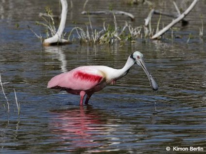 Roseate Spoonbill at Eco Pond