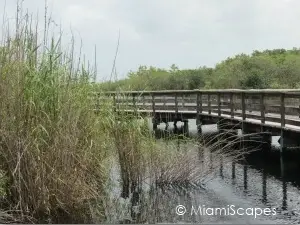 Everglades Boardwalks at Royal Palm