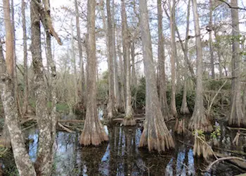 Everglades Cypress Habitat