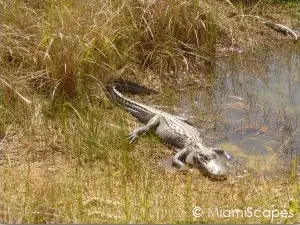 Alligator sightings in dry season