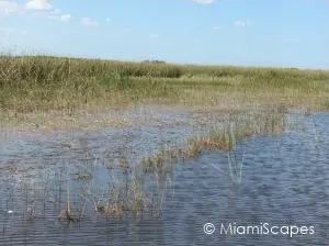 Fresh Water Marsh Habitat