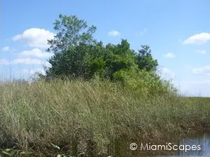 Everglades Pineland Habitat