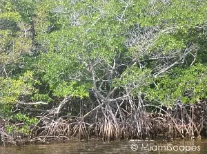 Everglades Mangrove Habitat