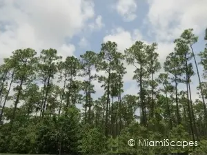 Everglades Pineland Habitat