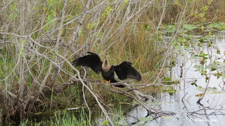 wildlife in the Everglades