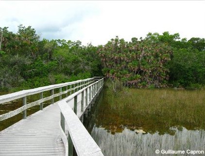 Mahogany Hammock Boardwalk