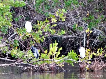 Wading Birds at Mrazek Pond