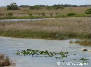 Everglades National Park Florida Marshes