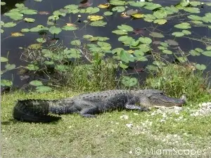 Everglades National Park exhibits