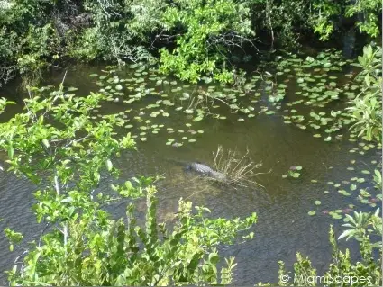 Alligator at Everglades National Park Florida