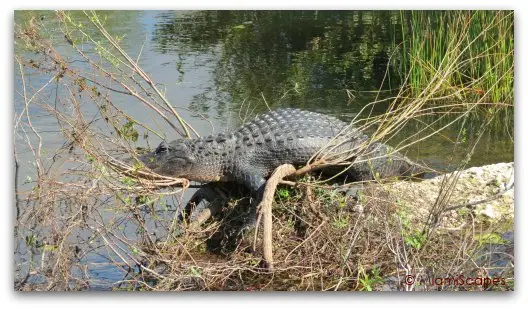 Alligators at the Anhinga Trail at the Everglades