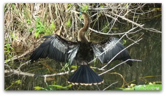 Beautiful blue-eyed anhinga drying her wings