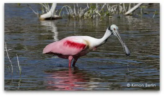 A Roseate Spoonbill at Eco Pond in the Everglades