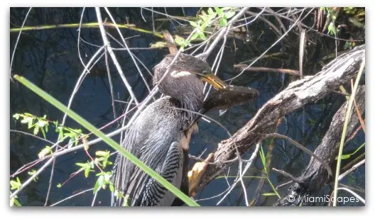 An anhinga swallows that whole fish, unbelievable