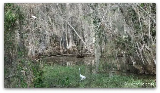 Cypress swamps in the Everglades