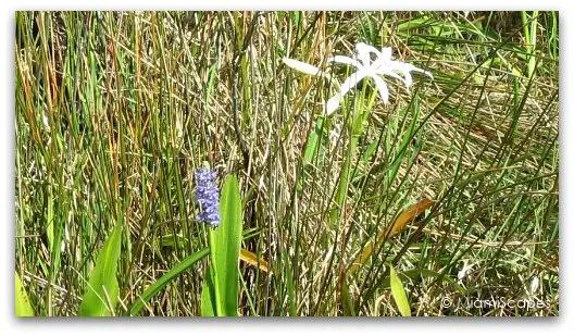 String Lilies bloom at the Everglades this time of the year