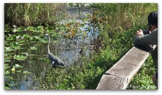 Taking Pictures in the Everglades