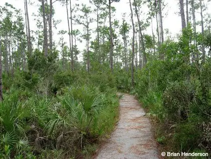 Pineland Trail Views