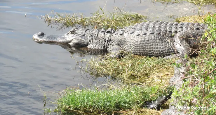 Alligator sightings in dry season