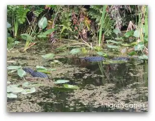 Alligators at Shark Valley in the Everglades