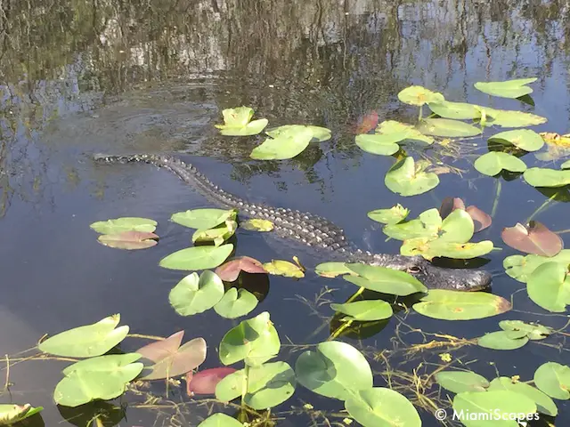 Everglades Alligators