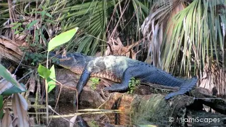 Alligator at Fakahatche Strand Big Cypress Bend Boardwalk