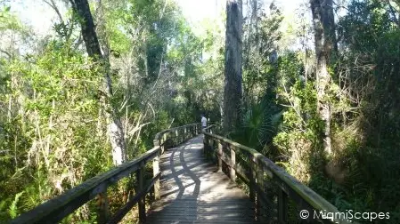 Fakahatche Strand Big Cypress Bend Boardwalk