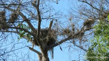 Eagle nest at Fakahatche Strand Big Cypress Bend Boardwalk