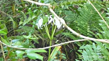 Lilies and Ferns at Fakahatche Strand Big Cypress Bend Boardwalk