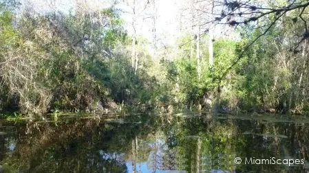 Pond at Fakahatche Strand Big Cypress Bend Boardwalk