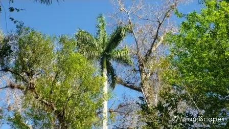 Royal Palms at Fakahatche Strand Big Cypress Bend Boardwalk