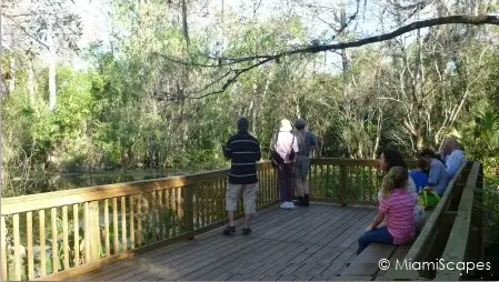 Viewing Platform at Fakahatche Strand Big Cypress Bend Boardwalk