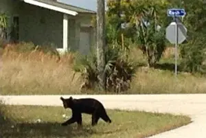 A Florida Black Bear cub meanders around the neighborhood near Ft. Myers