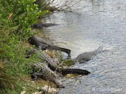 Alligators at the Florida Everglades