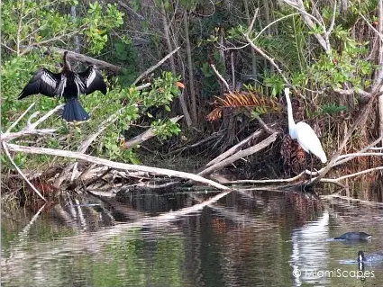 Wildlife at the Florida Everglades