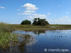 Florida Everglades Sawgrass Marshes