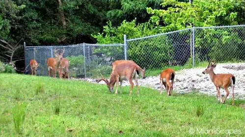 Florida Key Deer by the side of the road