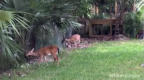 Florida Key Deer feeding off thatch palms