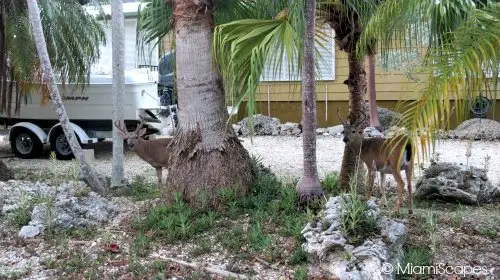 A pair of Key Deer in the front yard