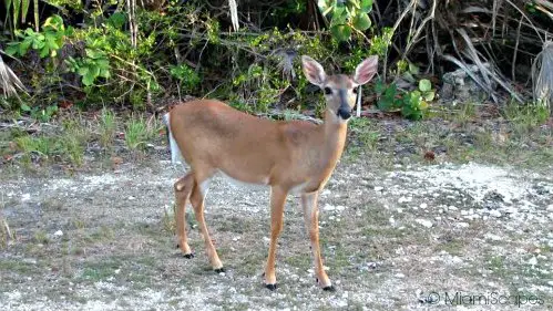 Endangered Florida Key Deer
