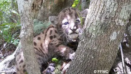Florida Panther Kitten with spots on Tree