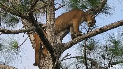 Endangered Florida Panther on tree