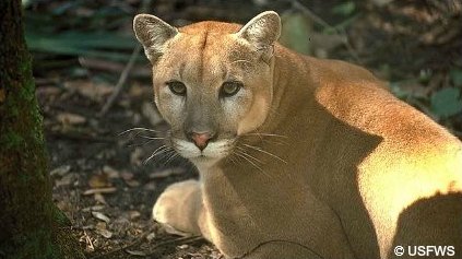 Florida Panther is NOT black, its color is a tawny lighter brown