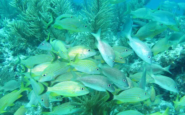 Tropical Fish and Coral Reefs at Biscayne National Park