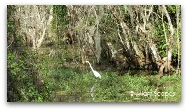 Egret in cypress swamp at Big Cypress Preserve