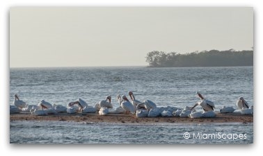 White Pelicans at Everglades Park Gulf Coast from boat trip