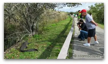 Alligator at Anhinga Trail