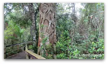 Boardwalk at the Fakahatchee Strand