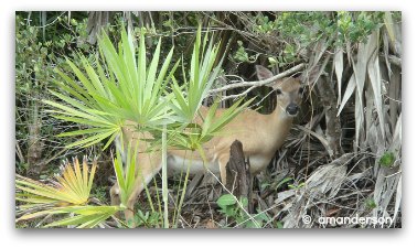 Key Deer at National Wildlife Refuge