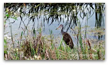 Limpkin at Loxahatchee Wildlife Refuge